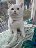Britshe korthaar black shaded kater, Dieren en Toebehoren, 0 tot 2 jaar
