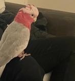 Tamme rose kaketoe 12 weken jong, Dieren en Toebehoren, Vogels | Parkieten en Papegaaien, Mannelijk, Geringd