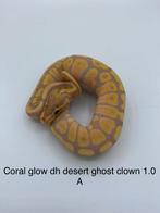 Coral glow dh dg clown man, Slang, 0 tot 2 jaar
