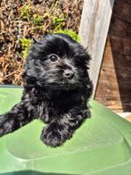 Deze knappe pups mogen gelijk mee, Dieren en Toebehoren, Overige rassen, CDV (hondenziekte), 8 tot 15 weken, Meerdere