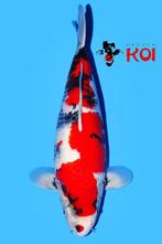 Showkwaliteit nieuwe koi Chagoi showa Tancho kohaku Sanke, Karper of Koi