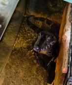Koppel dwergkaaimannen 3 jaar oud, Dieren en Toebehoren, Reptielen en Amfibieën, Overige soorten, 3 tot 6 jaar