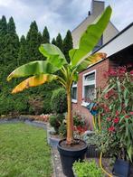 Mooie grote Bananenboom 🙂🙂, Tuin en Terras, Ophalen