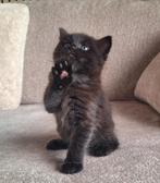 Geweldig Black Smoke ragcoon katertje, Dieren en Toebehoren, Katten en Kittens | Raskatten | Langhaar, Kater, Ontwormd, 0 tot 2 jaar