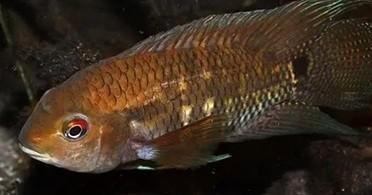 Zuid Amerikaanse Cichliden: Cichlasoma boliviense, Dieren en Toebehoren, Vissen | Aquariumvissen, Zoetwatervis, Vis