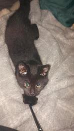 Kittens, Dieren en Toebehoren, Ophalen, Nieuw