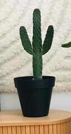 Supergrappige ‘platte’  cactus in pot, Ophalen of Verzenden, Minder dan 100 cm, Volle zon, In pot