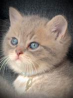 Brits korthaar kittens blauw lilac en blue golden., Dieren en Toebehoren, Katten en Kittens | Raskatten | Korthaar, Meerdere dieren