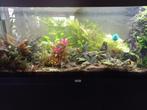 aquarium, Dieren en Toebehoren, Ophalen, Gebruikt, Gevuld zoetwateraquarium