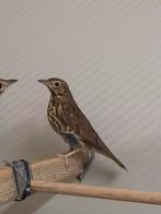 Zanglijsters, Dieren en Toebehoren, Geslacht onbekend, Wildzangvogel, Geringd