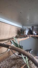 Tamboerijnduif tamboerijnduiven tamboerijn, Meerdere dieren, Overige soorten