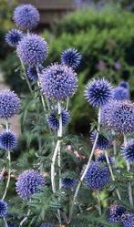 Zaden Echinops ritro, Verzenden, Volle zon
