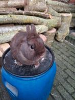 Dwergkonijn, Dieren en Toebehoren, Konijnen, Meerdere dieren, Dwerg, 0 tot 2 jaar