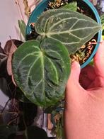 Anthurium Dark phoenix X Michelle DocBlock, Huis en Inrichting, Kamerplanten, Ophalen of Verzenden, Halfschaduw, Minder dan 100 cm