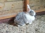 Lief vrouwtjes konijn, Dieren en Toebehoren, Konijnen, Vrouwelijk, Middelgroot, 6 tot 8 jaar