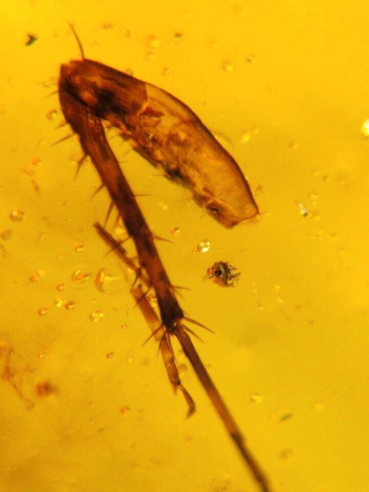 Birmees Amber (R2) met insluiting van poot onbekend insect., Verzamelen, Mineralen en Fossielen, Fossiel, Verzenden