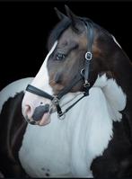 Super leuke bonte E pony te koop! (Ruin), Dieren en Toebehoren, Minder dan 160 cm, B, Ruin, Ontwormd