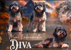 Mini labradoodles, Dieren en Toebehoren, Honden | Niet-rashonden, CDV (hondenziekte), 8 tot 15 weken, Meerdere, Meerdere dieren