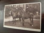 Koningin  Wilhelmina en Prins der Nederlanden., Ophalen of Verzenden, Gebruikt, Nederland, Kaart, Foto of Prent