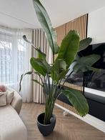 Plant, Ophalen of Verzenden, Halfschaduw, Minder dan 100 cm