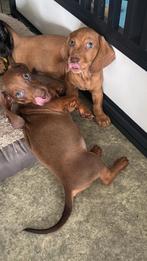 Red/cream 2 reutjes mogen het nestje verlaten, Dieren en Toebehoren, Honden | Teckels en Dashonden, Reu, CDV (hondenziekte), 8 tot 15 weken