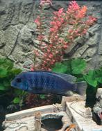 Mbuna cichliden, Dieren en Toebehoren, Vis