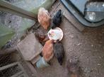 Ongesekste kuikens van ongeveer 8 weken oud, Dieren en Toebehoren, Pluimvee, Geslacht onbekend, Kip