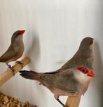 Sint helena fazantjes, Dieren en Toebehoren, Vogels | Overige Vogels, Meerdere dieren