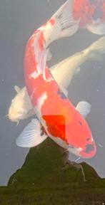 Tekoop Japanse koi showa, Dieren en Toebehoren, Vissen | Vijvervissen, Karper of Koi