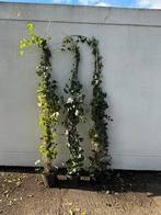 Hedera super planten lossen uw doorkijk  problemen 1 keer op, Tuin en Terras, Ophalen, Vaste plant, Bloeit niet, Halfschaduw