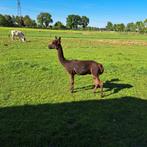 Alpaca te huur voor een klein prijsje, Dieren en Toebehoren, Overige Dieren, Mannelijk, Voor 1 juli 2024