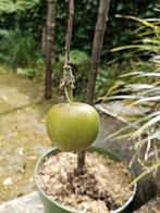 Appelboompje Elstar 145 hoog., Ophalen, Appelboom, Lente