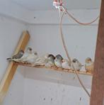 Zebravinken, Meerdere dieren, Geringd