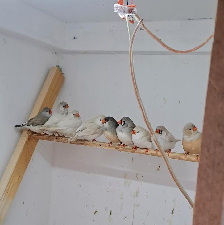 Zebravinken, Dieren en Toebehoren, Vogels | Overige Vogels, Meerdere dieren, Geringd