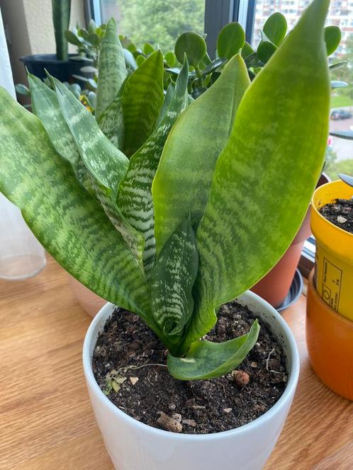 Sanseviera’s, Huis en Inrichting, Kamerplanten, Overige soorten, Minder dan 100 cm, Ophalen