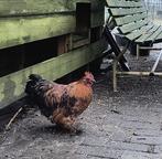 Mooie jonge haantjes, Dieren en Toebehoren, Mannelijk, Kip