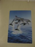 3D poster / schilderij dolfijnen 68 x 47 cm, Ophalen of Verzenden, Zo goed als nieuw, Wanddecoratie