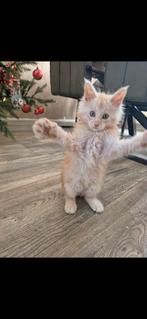 Maincoon kitten boy, Dieren en Toebehoren, Kater