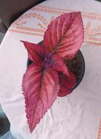 Coleus Mariposa - plant in pot, Ophalen, Overige soorten, Halfschaduw, In pot