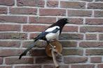 Prachtige opgezette ekster op een tak, Verzamelen, Ophalen of Verzenden, Zo goed als nieuw, Vogel, Opgezet dier