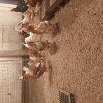 Leghorn en bruine lohman legkippen, Dieren en Toebehoren, Pluimvee, Vrouwelijk, Kip