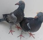 JONGE DUIVEN POSTDUIVEN, Meerdere dieren, Postduif