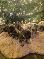 Franse bulldog pups, Dieren en Toebehoren, Honden | Bulldogs, Pinschers en Molossers, CDV (hondenziekte), 8 tot 15 weken, Bulldog