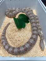 Rattenslang ECR Ghost Masque 1.0, Dieren en Toebehoren, Slang, 3 tot 6 jaar