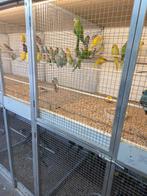Vele soorten vogels, Meerdere dieren, Parkiet