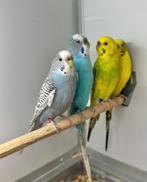 Melanistic parkieten koppel en mannen, Meerdere dieren, Parkiet