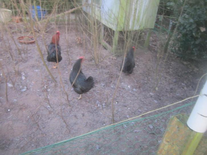 TE KOOP DIVERSE KLEINE KOEKOEK KIPPEN [ JONG ], Dieren en Toebehoren, Overige Dieren, Meerdere dieren, Juni