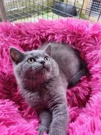 Britse korthaar kittens mogen verhuizen 😻😻😻, Dieren en Toebehoren, Katten en Kittens | Raskatten | Korthaar, Meerdere dieren