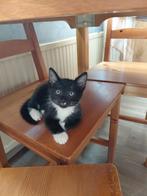katten, Dieren en Toebehoren, Katten en Kittens | Overige Katten, Kater, Kortharig, 0 tot 2 jaar