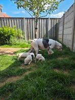 American bully xl pup laatste van het nest, Dieren en Toebehoren, Honden | Bulldogs, Pinschers en Molossers, Overige rassen, 8 tot 15 weken